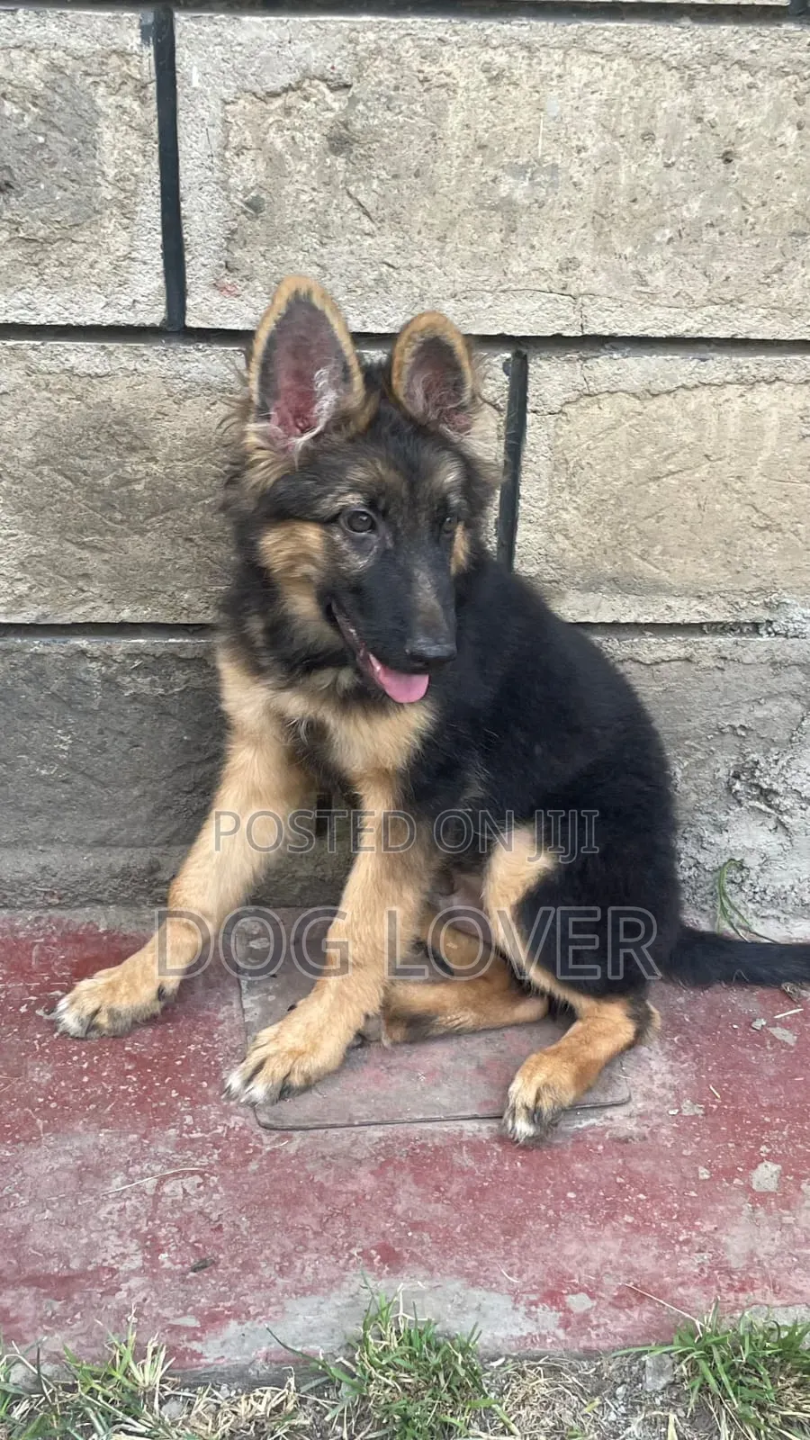1-3 months Male Purebred German Shepherd