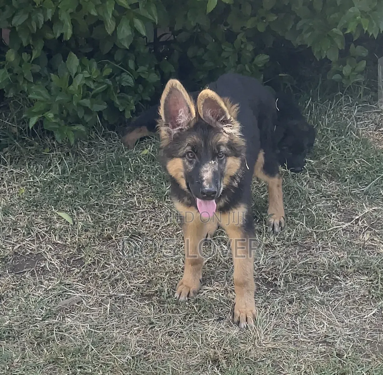 1-3 months Male Purebred German Shepherd