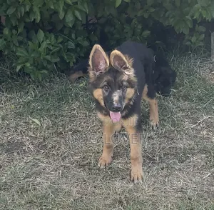 1-3 months Male Purebred German Shepherd