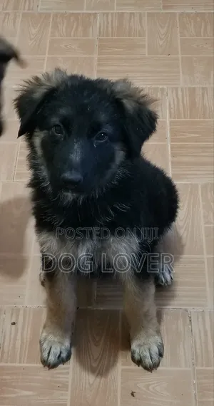 1-3 months Female Purebred German Shepherd