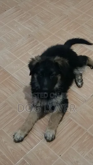 1-3 months Female Purebred German Shepherd