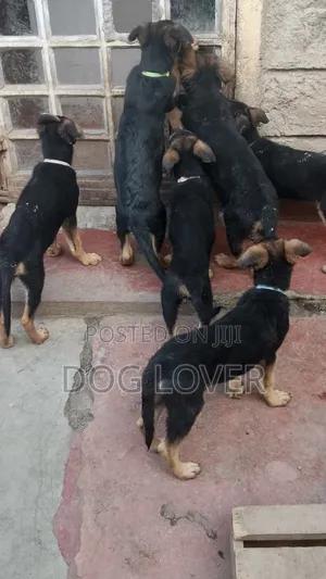 1-3 months Male Purebred German Shepherd