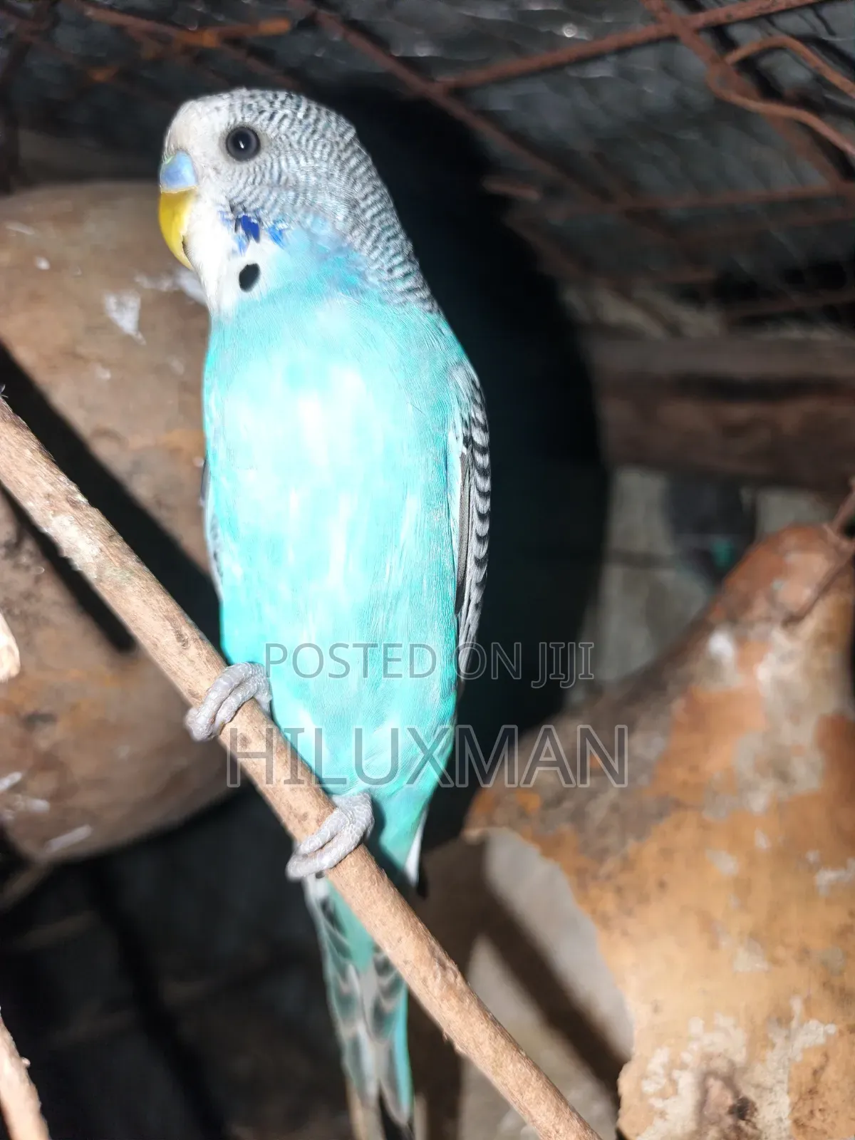 Budgie on Sale