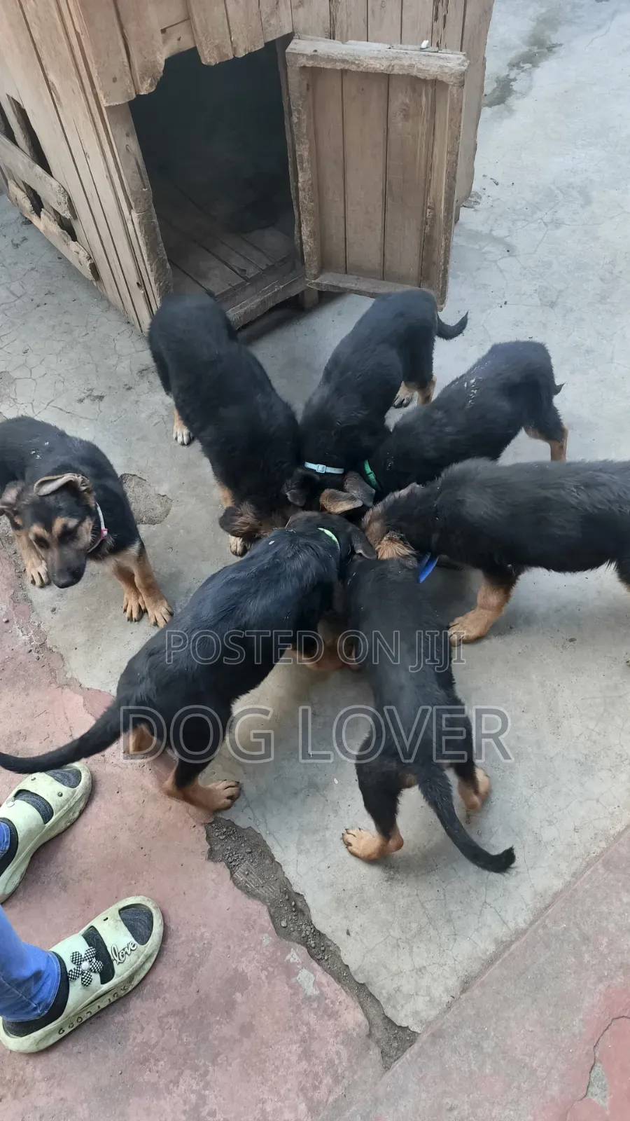 1-3 months Male Purebred German Shepherd