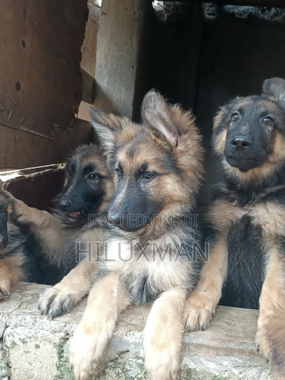 1-3 months Female Purebred German Shepherd