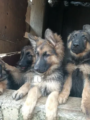 1-3 months Female Purebred German Shepherd