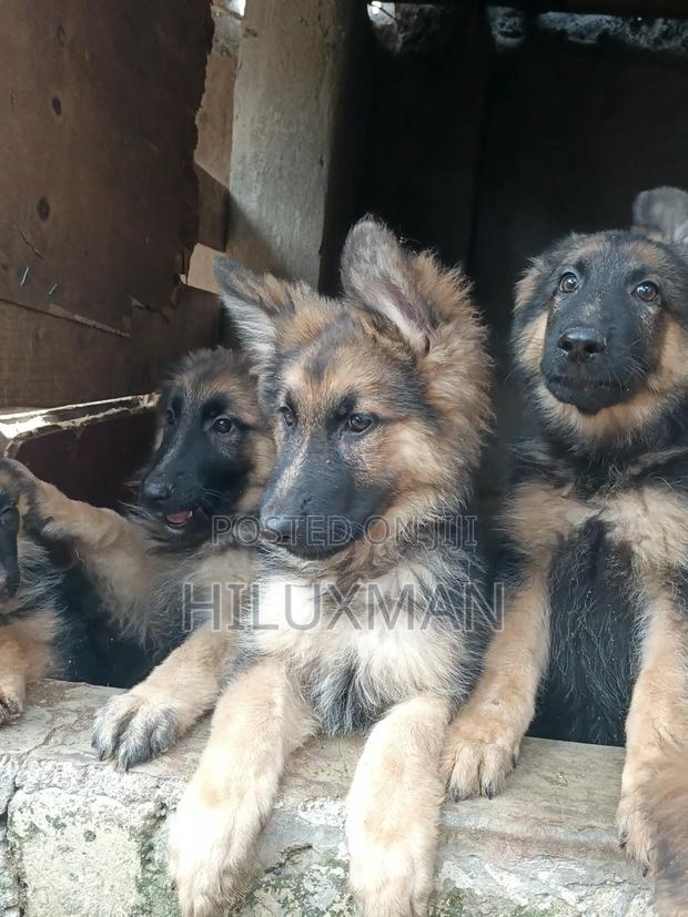 1-3 months Female Purebred German Shepherd