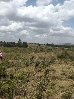KIKUYU Kamangu Nachu