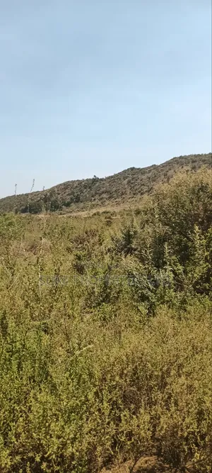 KIKUYU Kamangu Nachu