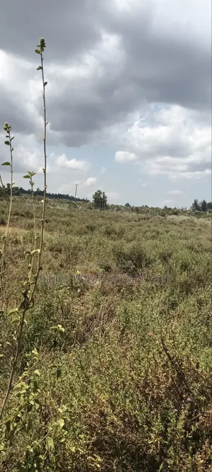 KIKUYU Kamangu Nachu