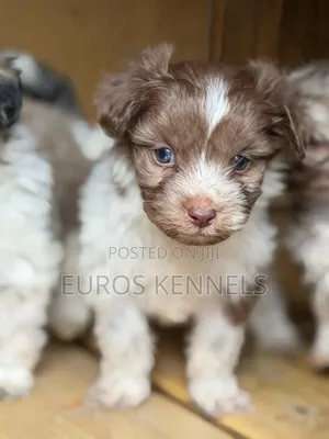 1-3 months Male Purebred Havanese