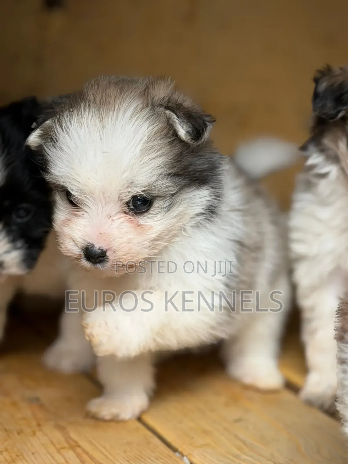 1-3 months Female Purebred Havanese