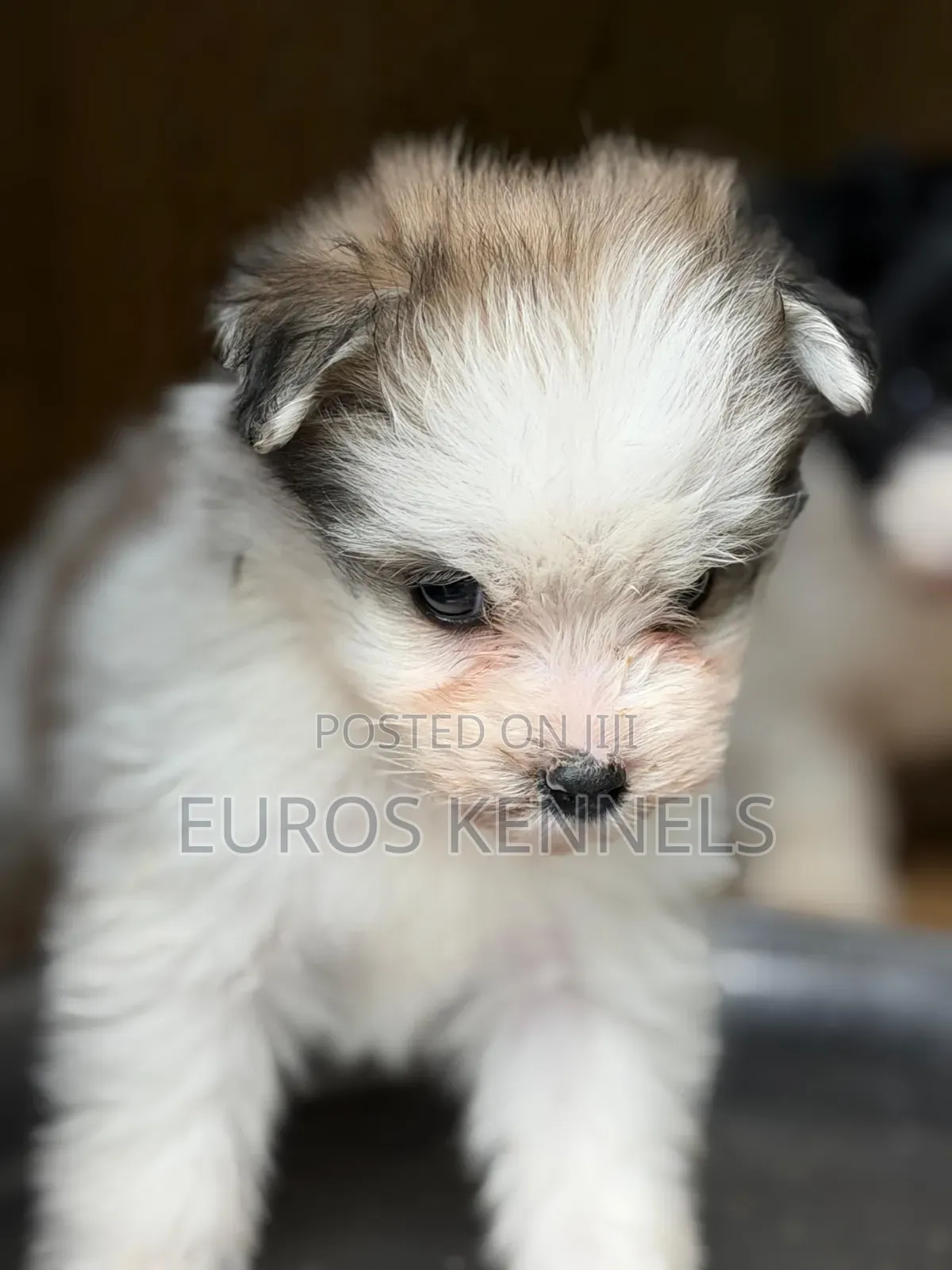 1-3 months Female Purebred Havanese
