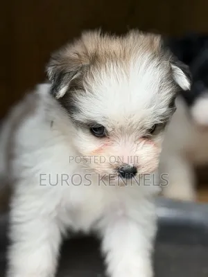 1-3 months Female Purebred Havanese