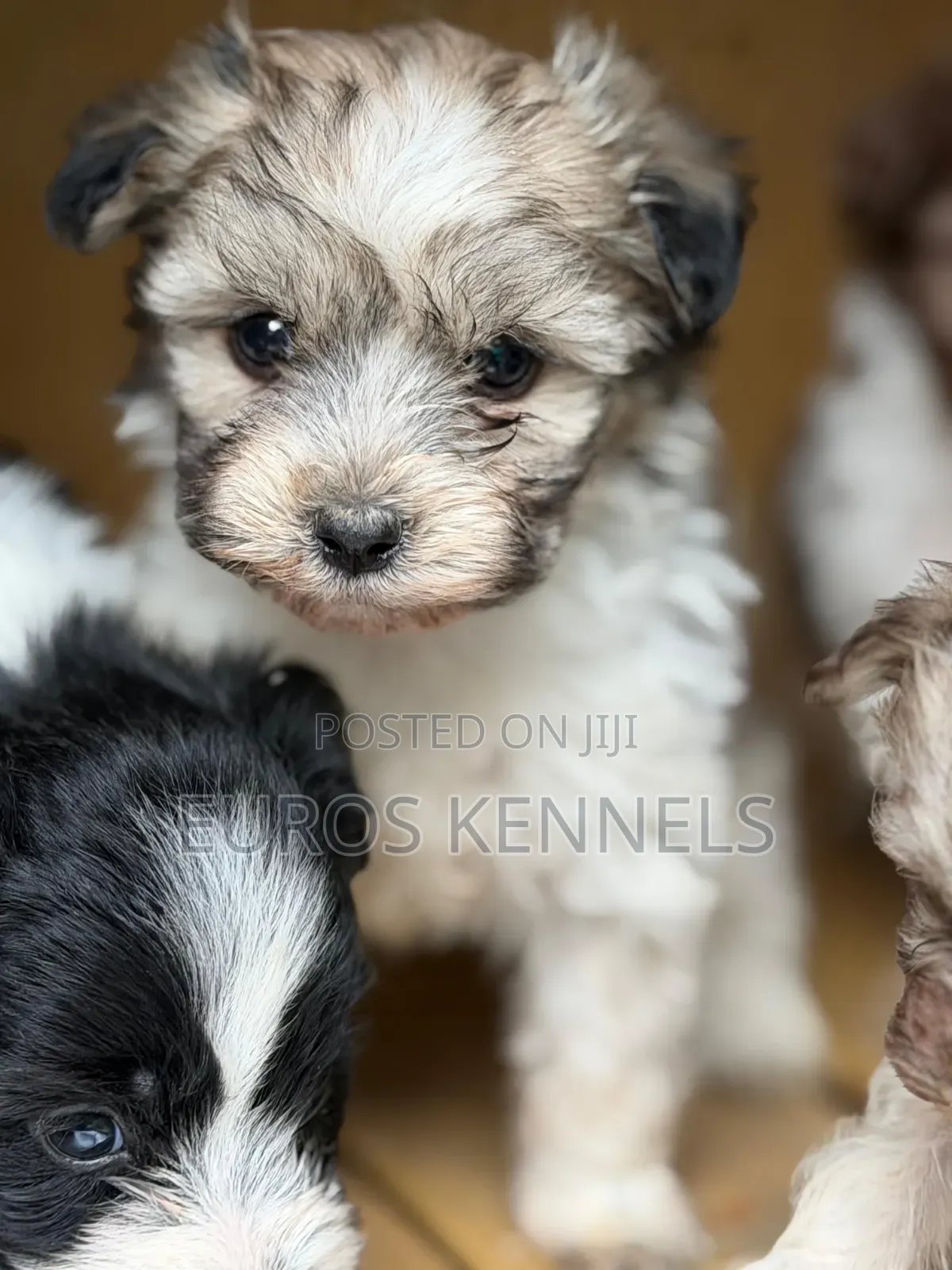 1-3 months Male Purebred Havanese