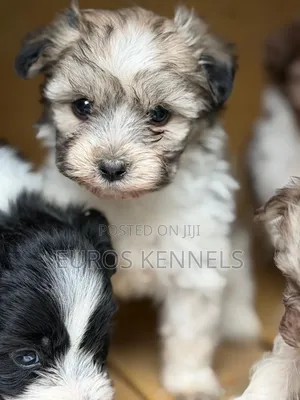 1-3 months Male Purebred Havanese
