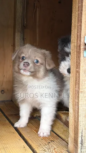 1-3 months Female Purebred Havanese