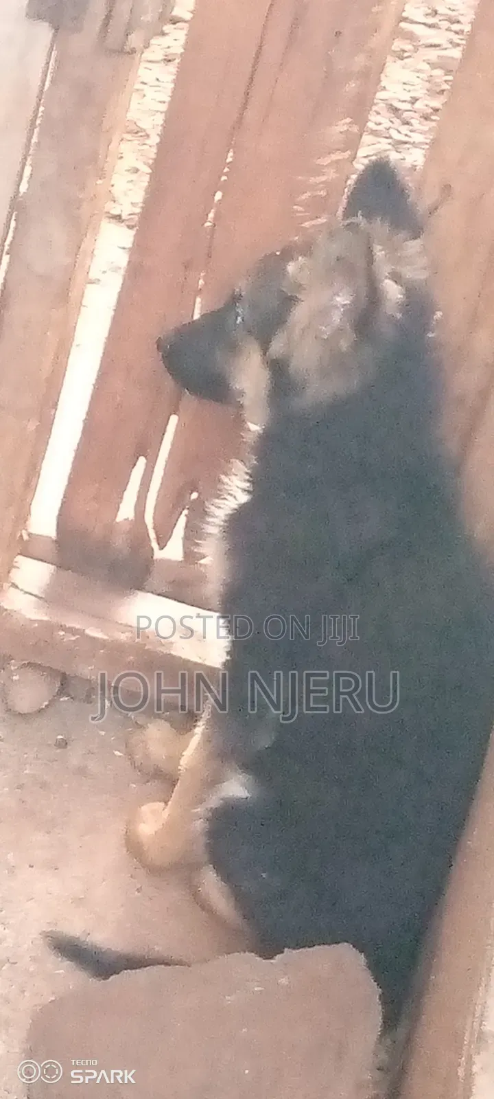 3-6 months Female Purebred German Shepherd
