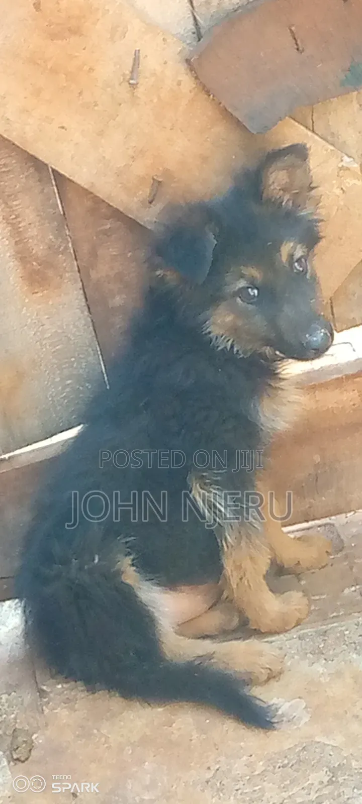 3-6 months Female Purebred German Shepherd