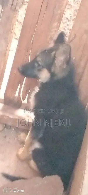 3-6 months Female Purebred German Shepherd