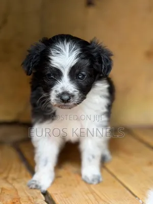 1-3 months Male Purebred Havanese