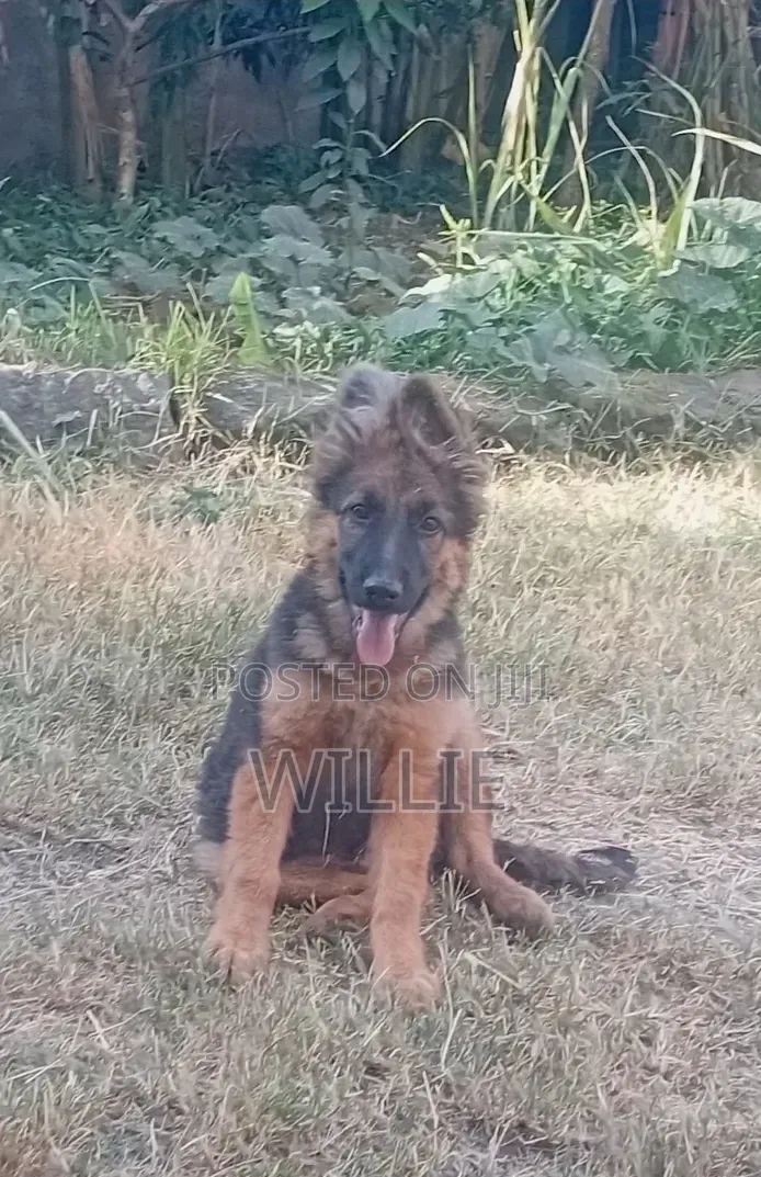 1-3 months Male Purebred German Shepherd