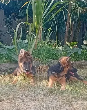 1-3 months Male Purebred German Shepherd