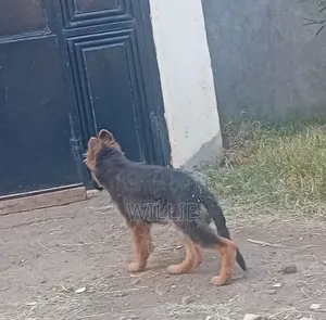 1-3 months Male Purebred German Shepherd