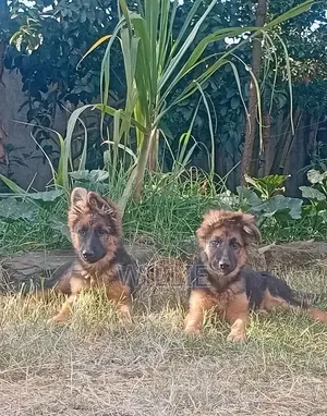 1-3 months Male Purebred German Shepherd