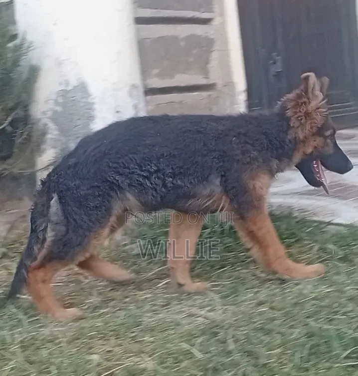 1-3 months Male Purebred German Shepherd