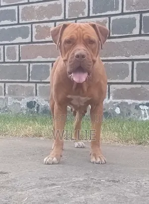 1+ year Female Purebred Mastiff