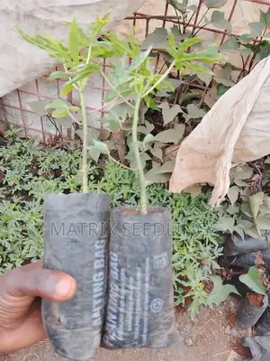 Dwarf Hybrid Pawpaw Seedlings