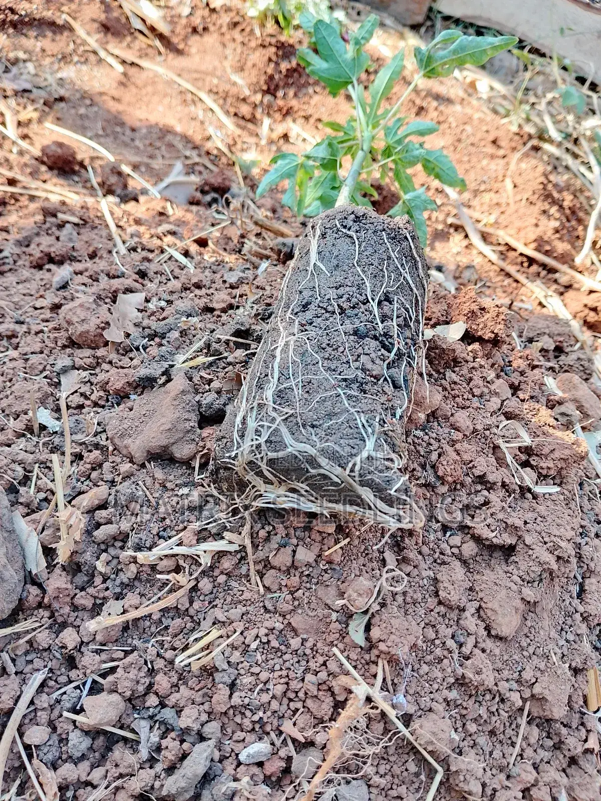 Dwarf Hybrid Pawpaw Seedlings