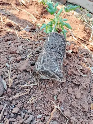 Dwarf Hybrid Pawpaw Seedlings