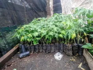 Dwarf Hybrid Pawpaw Seedlings