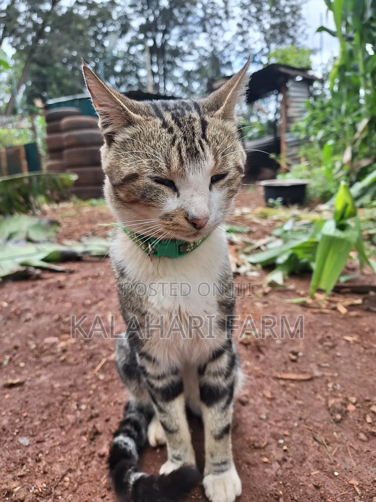 6-12 months Male Purebred Tabby