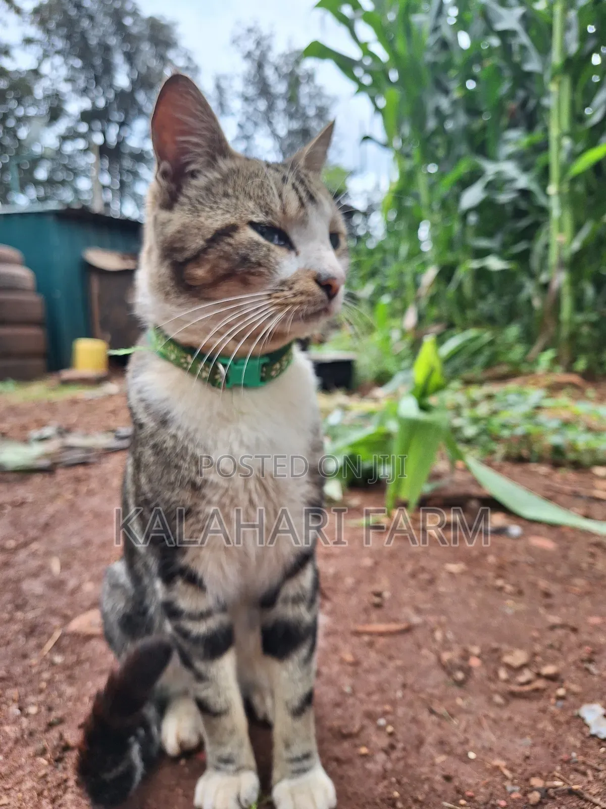 6-12 months Male Purebred Tabby