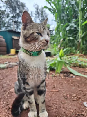 6-12 months Male Purebred Tabby