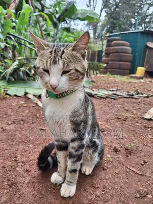 6-12 months Male Purebred Tabby