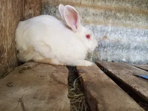 Hybrid Rabbits. Male Only. 2kg-2.5kg. Mature for Breeding or Slaughter