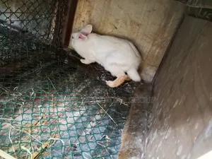 Hybrid Rabbits. Male Only. 2kg-2.5kg. Mature for Breeding or Slaughter