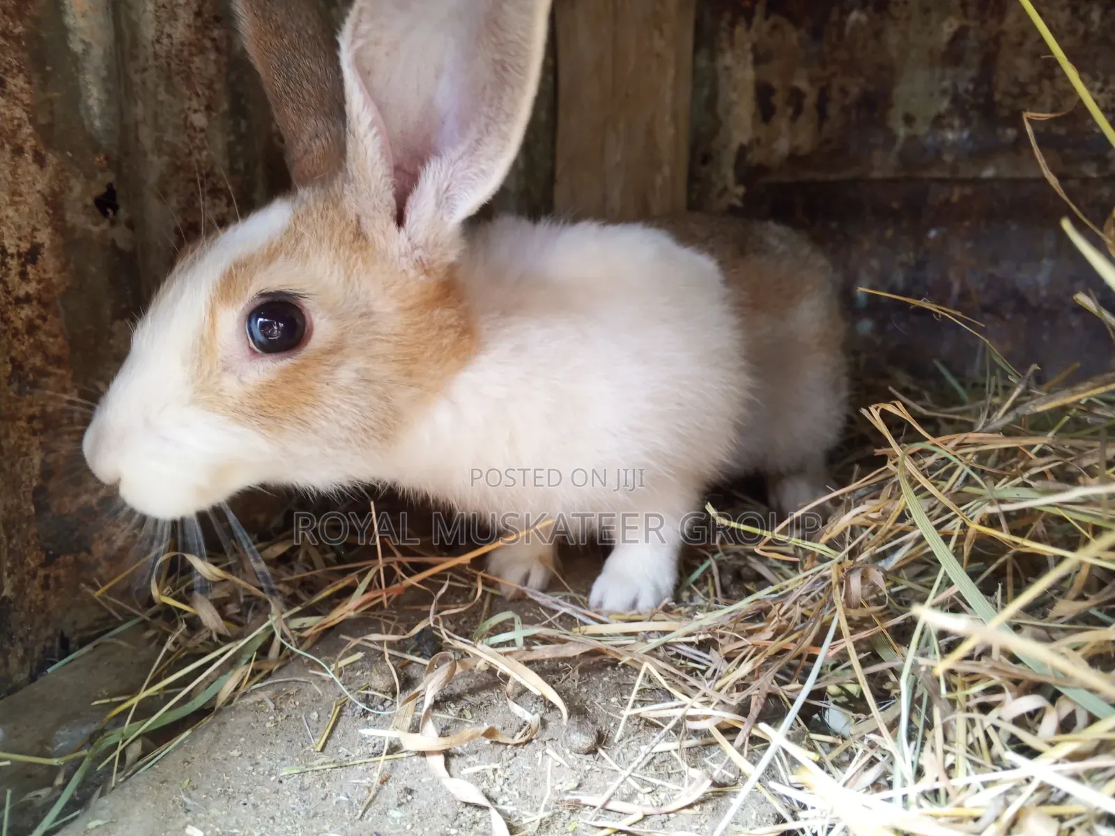 Hybrid Rabbits. Male Only. 2kg-2.5kg. Mature for Breeding or Slaughter