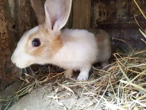Hybrid Rabbits. Male Only. 2kg-2.5kg. Mature for Breeding or Slaughter