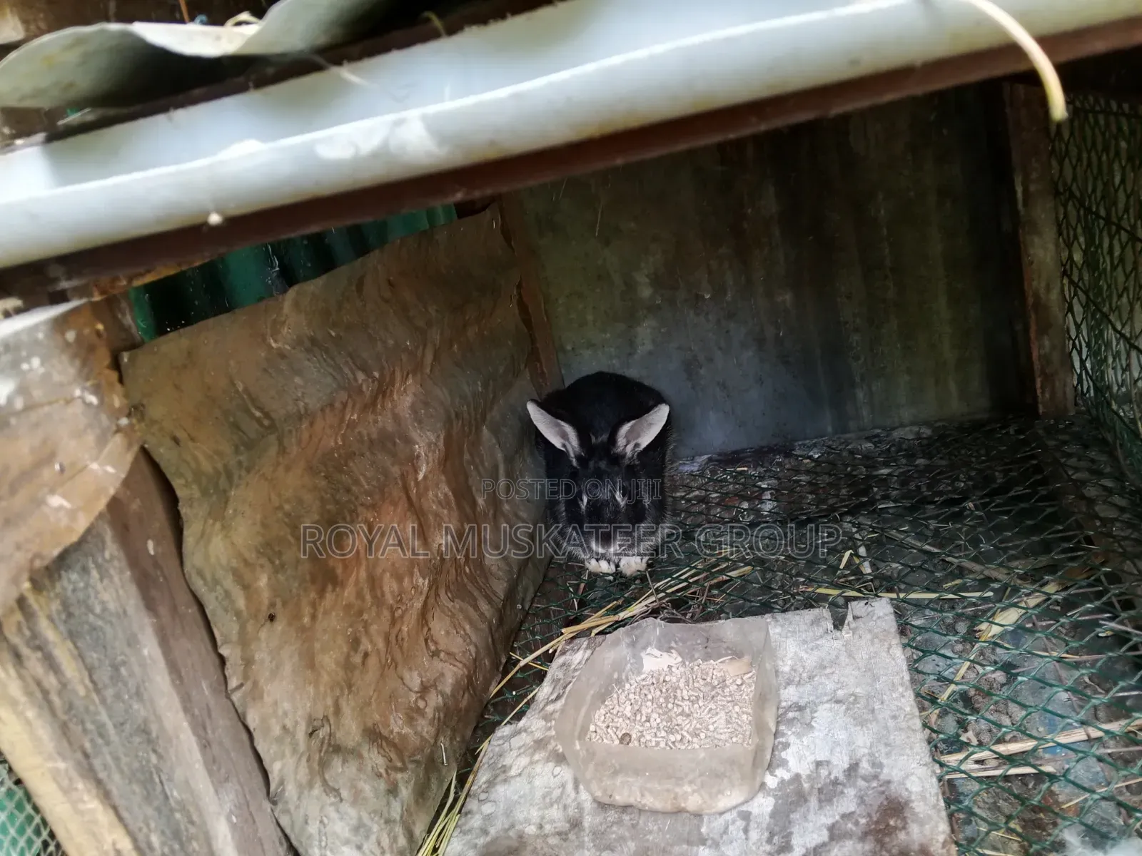 Hybrid Rabbits. Male Only. 2kg-2.5kg. Mature for Breeding or Slaughter
