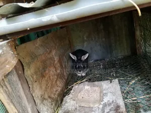 Hybrid Rabbits. Male Only. 2kg-2.5kg. Mature for Breeding or Slaughter