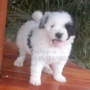 1-3 months Female Purebred Havanese