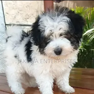 1-3 months Female Purebred Havanese
