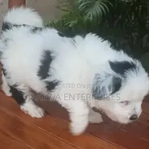 1-3 months Male Purebred Havanese