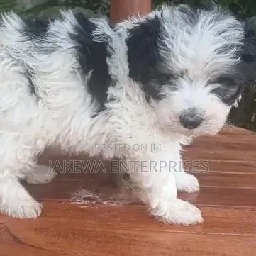 1-3 months Female Purebred Havanese