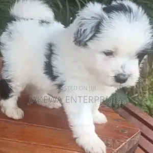 1-3 months Female Purebred Havanese